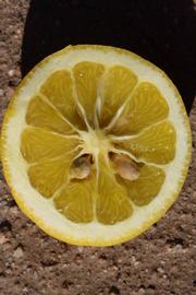              Fruit cross-section (Riverside, CA)       