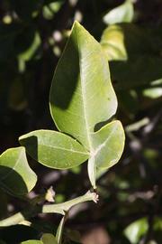              Trifoliolate leaf (Riverside, CA)       