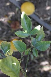              Shade leaves (Riverside, CA)       