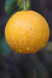              Fruit (Riverside, CA)       