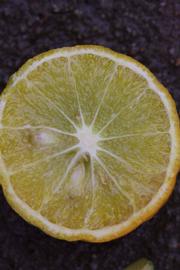              Fruit cross-section (Riverside, CA)       