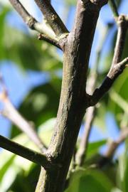              Second - third year twig (Riverside,   CA)       