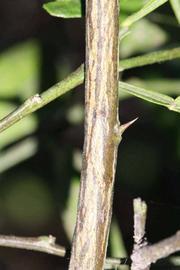                Second - third year twig (Riverside,   CA)       