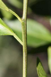              First year twig (Riverside, CA)       