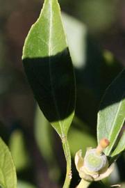            Unifoliolate leaf (Riverside, CA)   