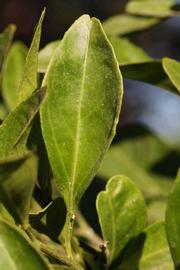           Unifoliolate leaf (Riverside, CA)   