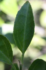              Unifoliolate leaf of  Citrus sinensis      x  Poncirus trifoliata           (C-32   [citrange], Riverside, CA)       