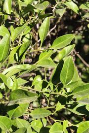              Sun leaves (Riverside, CA)       