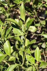              Sun leaves (Riverside, CA)       