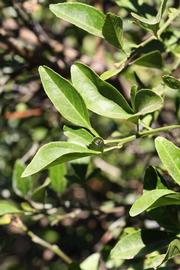              Sun leaves (Riverside, CA)       