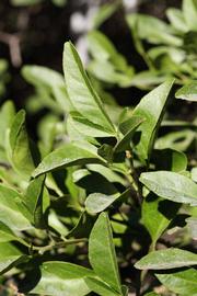              Sun leaves (Riverside, CA)       