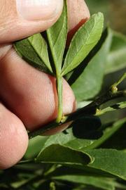              Petiole (Riverside, CA)       