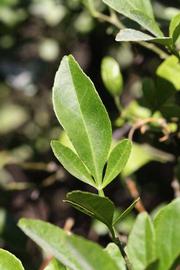            Trifoliolate leaf (Riverside, CA)   