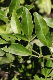              Sun leaves (Riverside, CA)       