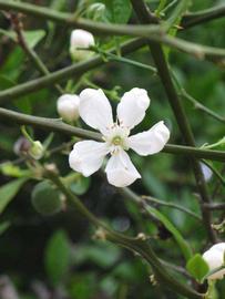              Flower (Riverside, CA)       