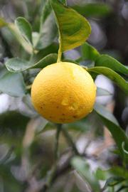              Fruit (Riverside, CA)       