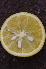              Fruit cross-section (Riverside, CA)       