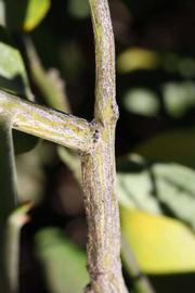              Second - third year twig (Riverside,   CA)       