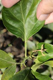              Petiole (Riverside, CA)       