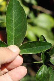              Leaflet (Riverside, CA)       