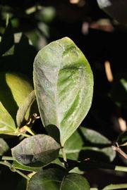            Unifoliolate leaf (Riverside, CA)   