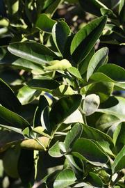              Sun leaves (Riverside, CA)       