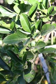              Sun leaves (Riverside, CA)       