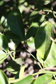              Sun and shade leaves (Riverside, CA)       