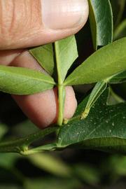              Petiole (Riverside, CA)       