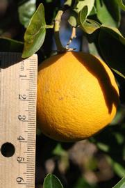              Fruit (Riverside, CA)       