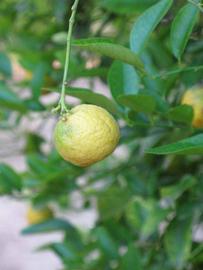            Fruit (Riverside, CA)   