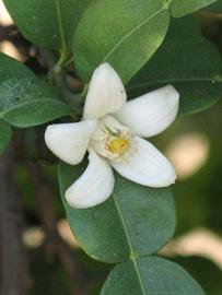              Flower (Riverside, CA)       