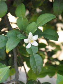              Flower (Riverside, CA)       