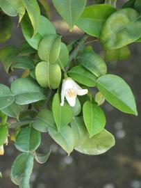              Flower (Riverside, CA)       