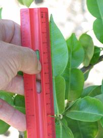              Unifoliolate leaf (Riverside, CA)       