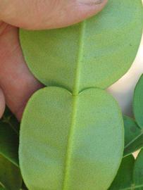              Petiole (Riverside, CA)       