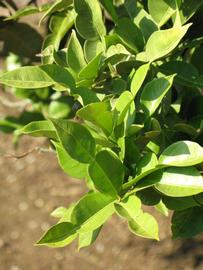              Sun leaves (Riverside, CA)       