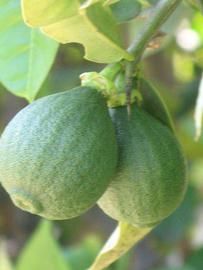            Immature fruit (Riverside, CA)   
