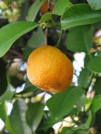            Fruit (Riverside, CA)   