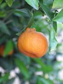              Fruit (Riverside, CA)       