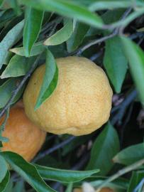            Fruit (Riverside, CA)   