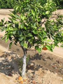            Habit (Riverside, CA)   