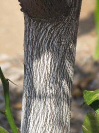            Bark (Riverside, CA)   