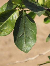              Unifoliolate leaf (Riverside, CA)       