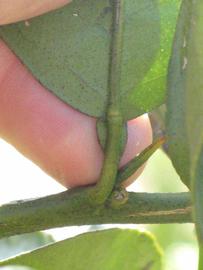              Petiole (Riverside, CA)       