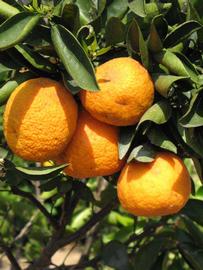            Fruit (Riverside, CA)   