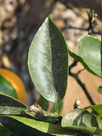              Unifoliolate leaf (Riverside, CA)       