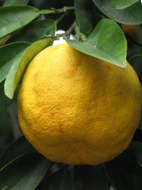            Fruit (Riverside, CA)   