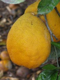            Fruit (Riverside, CA)   