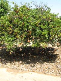            Habit (Riverside, CA)   